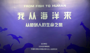 【征程】从鱼到人打的生命之旅-构词网